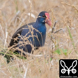 セイケイは、この大きな足を使って餌を引き寄せて食っていました。