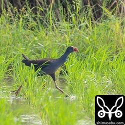 田んぼを走るセイケイ。米を食っているか、こちらの田んぼで水を飲んだり植物の茎を食うのが一日の行動です。