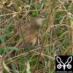 セイケイを見ていたらオオヨシキリが現れた。