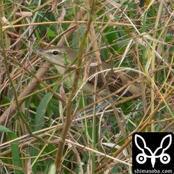 藪の中から出てこない…。