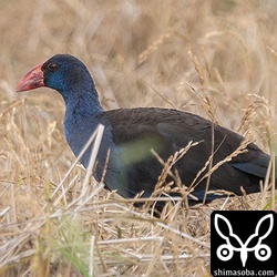 曇天のセイケイ。