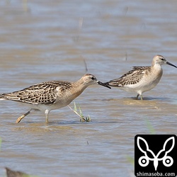 エリマキシギの幼鳥。手前がオスで奥がメス。