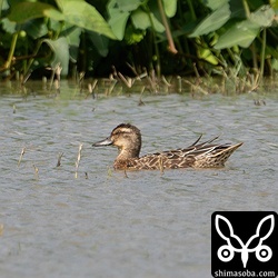 コガモの群れにいたシマアジ。