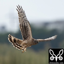 ハイイロチュウヒが田んぼを低く飛び回るたびにシギや小鳥たちはパニック。セイケイも大慌てで茂みに隠れてしまいます。