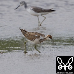 逗留中のレンカク幼鳥。
