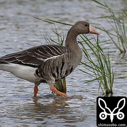 今季初のマガンは2羽到着。