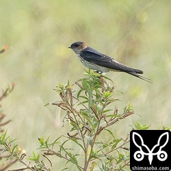 こちらも幼鳥。
