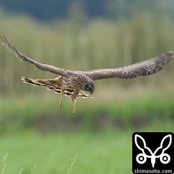 何かに標的を定めてホバリングするハイイロチュウヒ。