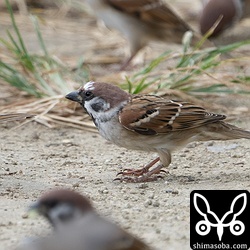 部分白化のスズメ。このエリアのスズメは部分白化などの色彩変異個体がよく見つかります。