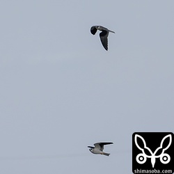 ハイイロチュウヒが飛び回っていると、この田んぼを縄張りとするカタグロトビの親子がスクランブル発進していました。上の個体が幼鳥で下が親鳥。