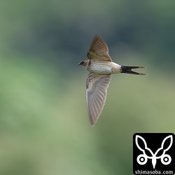 コシアカツバメ幼鳥。10羽程度の群れが田んぼを飛び回っていました。