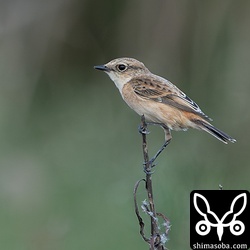 ノビタキのメス。島内複数箇所に飛来しています。