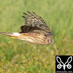 急降下してコウライキジにちょっかいをかけていました。