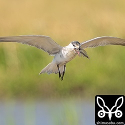 大きなギンヤンマを捕まえたクロハラアジサシ。飛行の名手も鳥には敵わないようです。