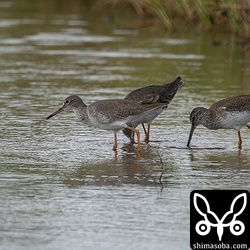 アカアシシギは十数羽の群れが滞在。