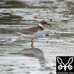 コチドリ第1回冬羽。田んぼで一番多いチドリです。