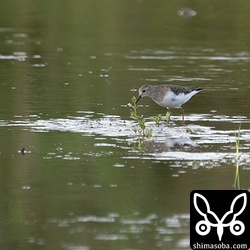 オジロトウネンは少ないですが、こちらも逗留中。