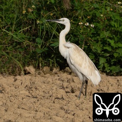 コサギ幼鳥。汚れなのか色彩変異なのか。
