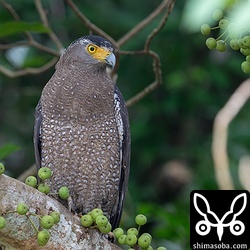 自宅近くのカンムリワシ。