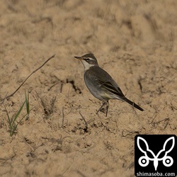 マミジロツメナガセキレイとツメナガセキレイはごちゃ混ぜで滞在。幼鳥は識別が難しいです。