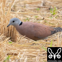 猛禽類が何羽かいついており、ベニバト含めて落ち着かない様子でした。