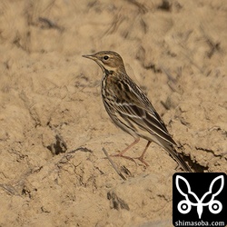 ムネアカタヒバリも増えて来ました。