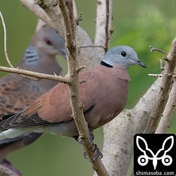 ベニバトのオス2羽はキジバトの群れに入っています。