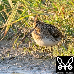 ついにジシギはタシギのみになってしまいました。