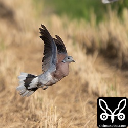 飛ぶベニバト。尾羽先端の白い部分が目立ちます。