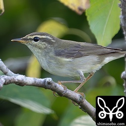 コムシクイはあちこちで鳴き声が聞こえます。メボソムシクイは少なめ。オオムシクイはまだ確認できず。