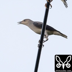 カラムクドリの幼鳥。