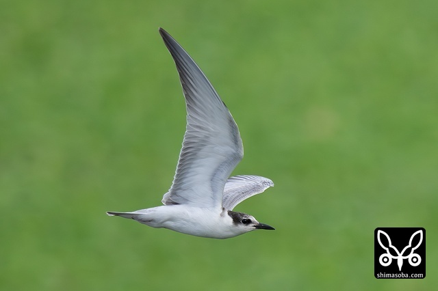 クロハラアジサシ