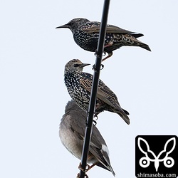 ホシムクドリは20羽ほど。