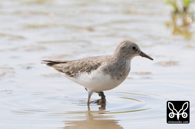 オジロトウネン