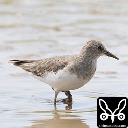 オジロトウネン冬羽。