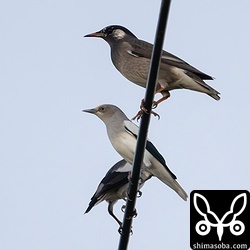 カラムクドリのオスとムクドリ。