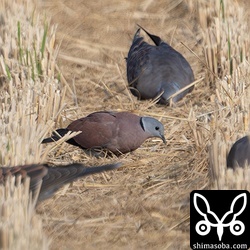 ベニバトのオス。この時期、キジバトの群れにはたいてい交じっていますので探してみてください。