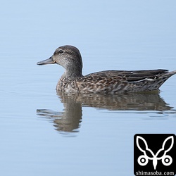 コガモはたくさん。警戒心のない個体もいます。