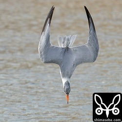 小魚を狙ってダイビングするオニアジサシ。