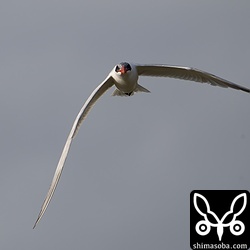 オニアジサシは大きな体で目の前を飛ぶので迫力があります。