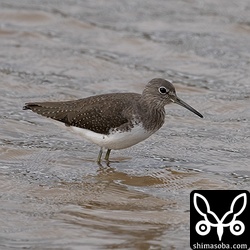 クサシギは単独か2〜3羽でどこにでもいます。