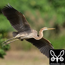 ムラサキサギの幼鳥。