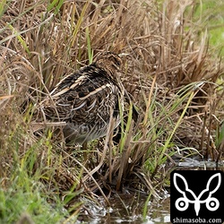 タシギ第1回冬羽。10羽ほどの群れ。チュウジシギを探しますが、全てタシギです。