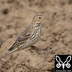 ムネアカタヒバリは数多く滞在。