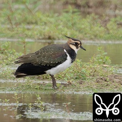 今期初のタゲリ。例年通り、全て幼鳥でした。