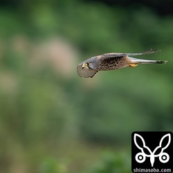 チョウゲンボウのオス成鳥。ハイタカと同じ田んぼですが、こちらはバッタを狙っていました。