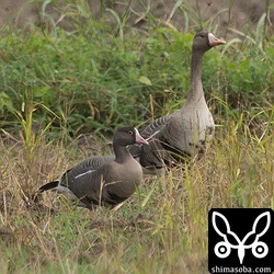 今期初カリガネ。成鳥でした。マガンとともに行動しています。