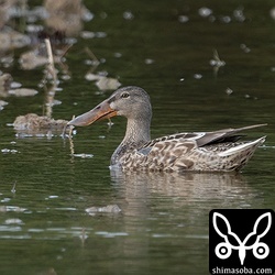 ハシビロガモも増えてきた。