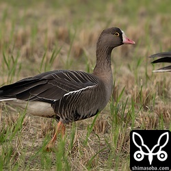 近くで撮れたカリガネ。小さくてかわいらしいです。