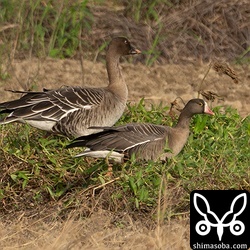 カリガネ(手前)とヒシクイ。両方とも成鳥。大きさがずいぶん違います。